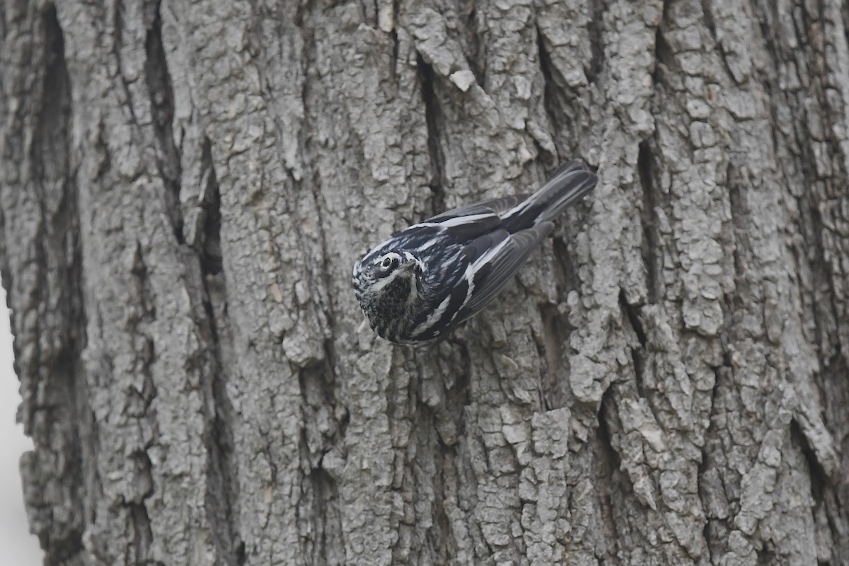 Black-and-white Warbler - ML618354786