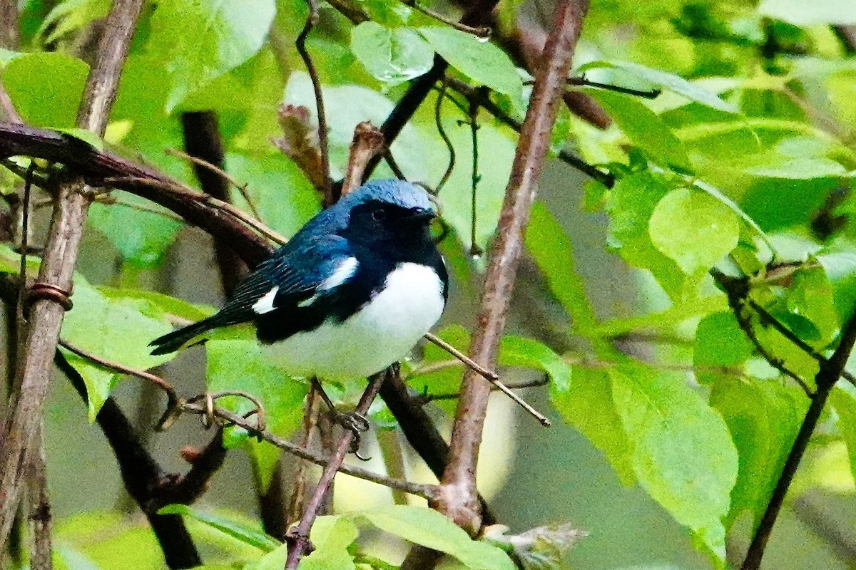 Black-throated Blue Warbler - ML618354788