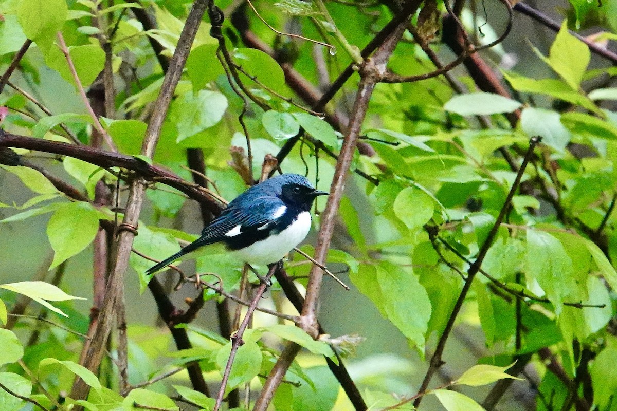 Black-throated Blue Warbler - ML618354810