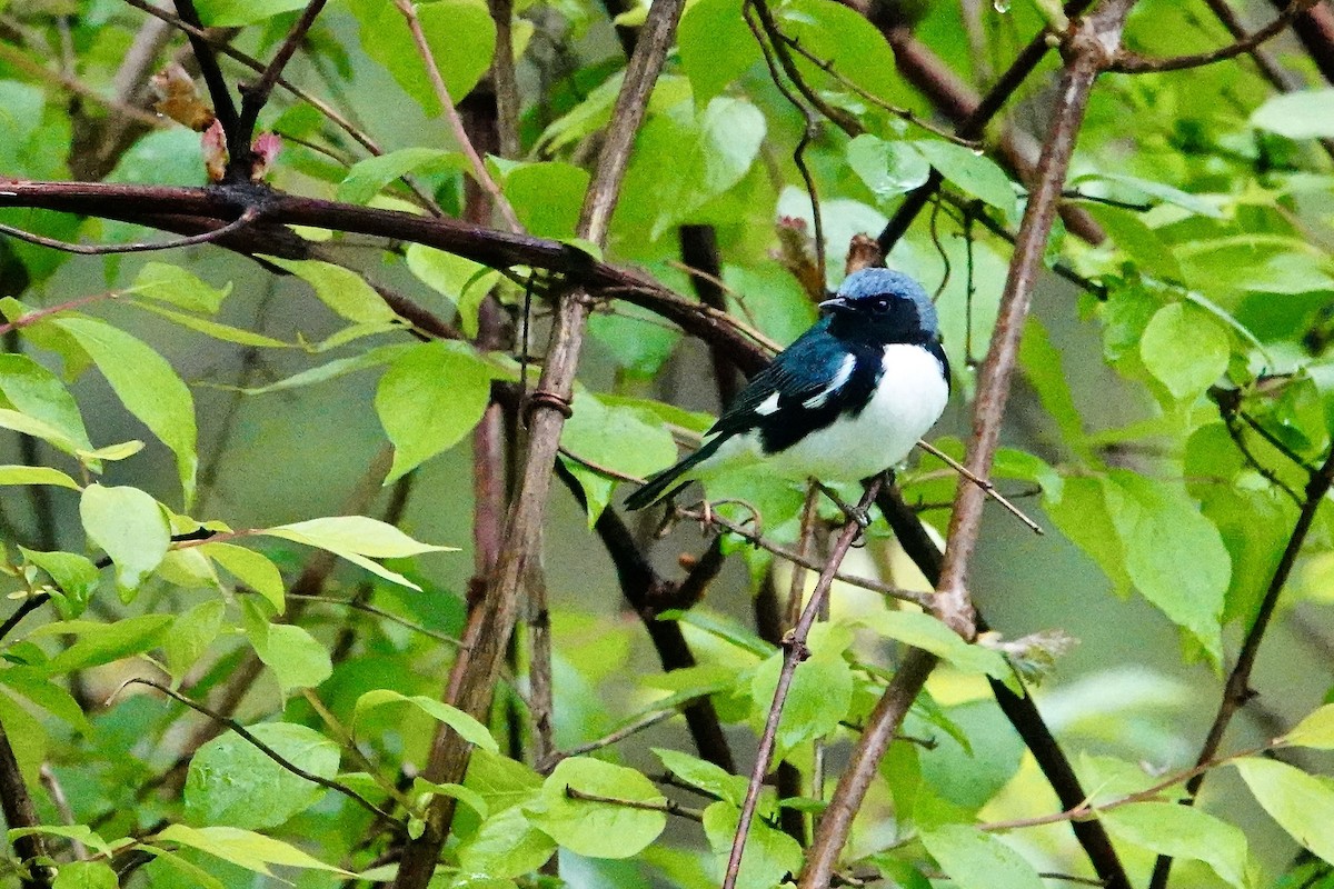 Black-throated Blue Warbler - ML618354830