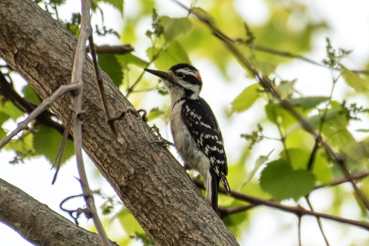 Hairy Woodpecker (Eastern) - ML618354856