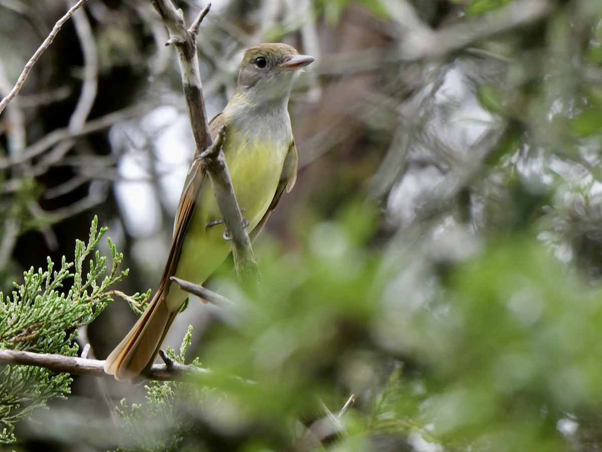 Great Crested Flycatcher - ML618354928