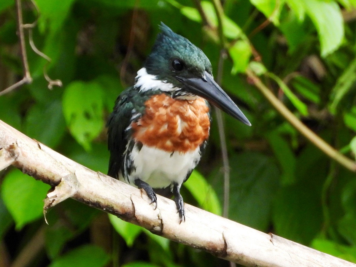 Amazon Kingfisher - ML618354960