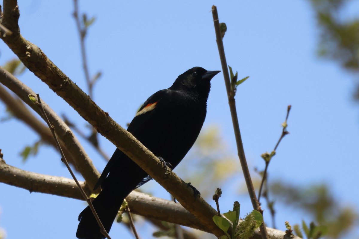 Red-winged Blackbird - Joseph Mittura