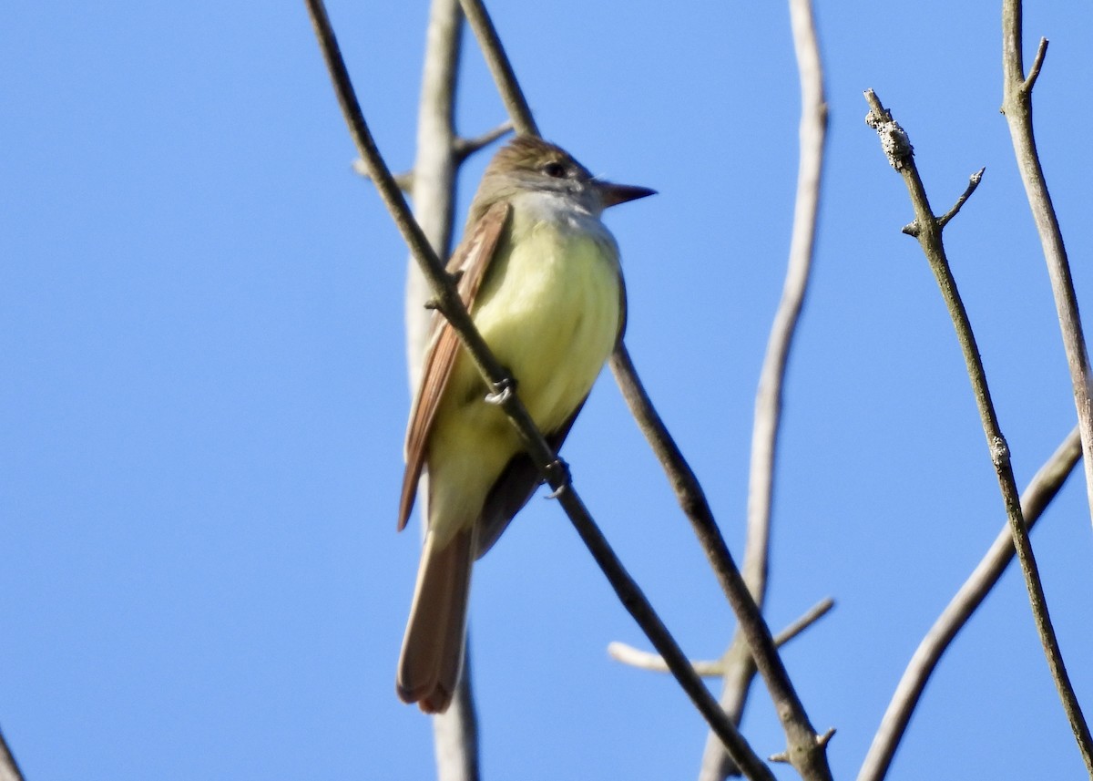 Great Crested Flycatcher - ML618354991