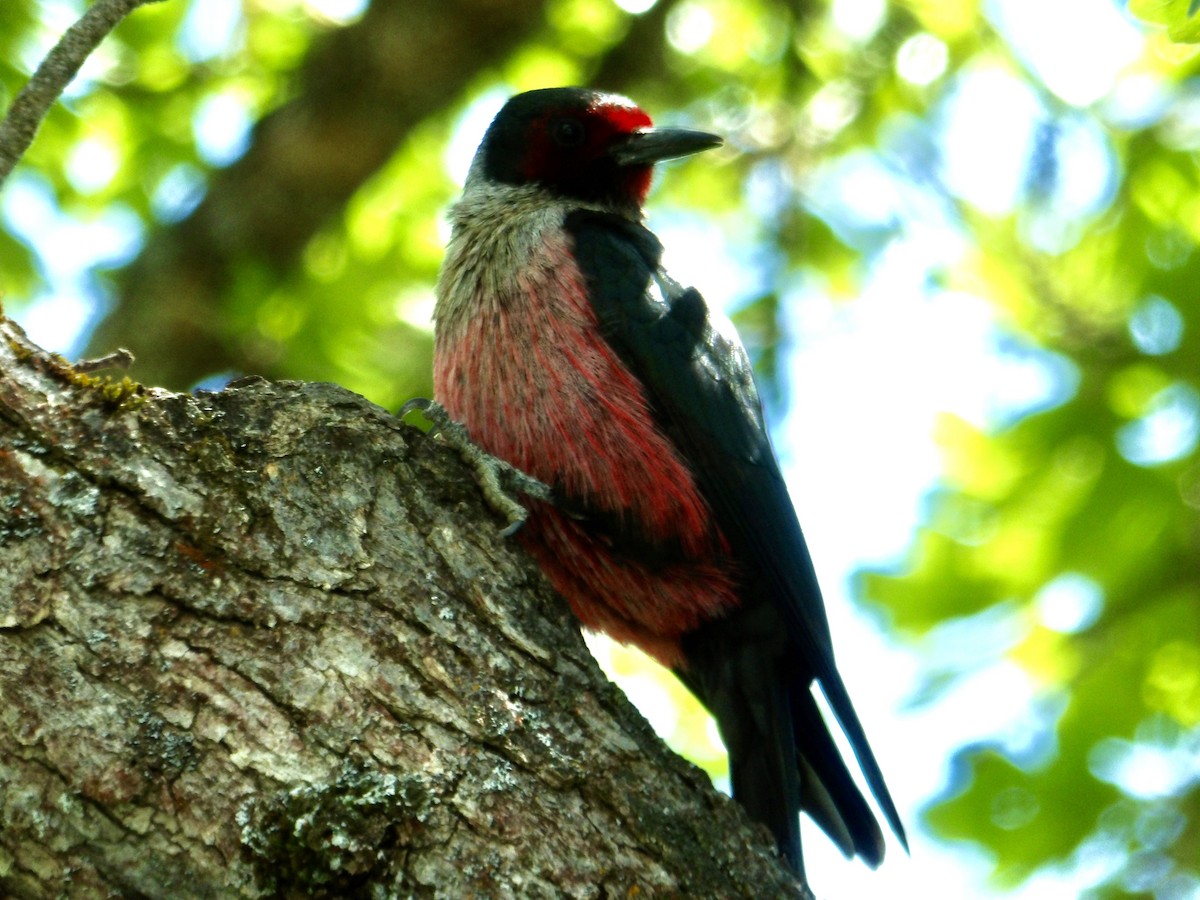 Lewis's Woodpecker - Howard Sands