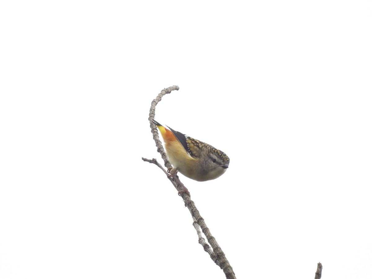 Spotted Pardalote - ML618355021