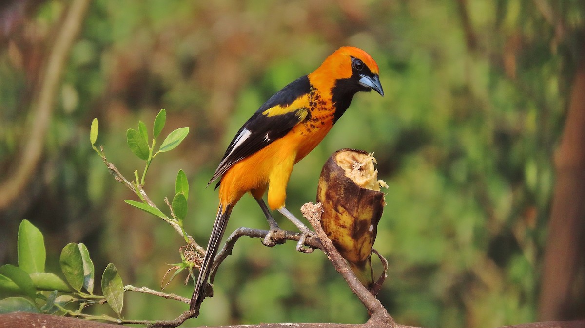 Spot-breasted Oriole - ML618355023