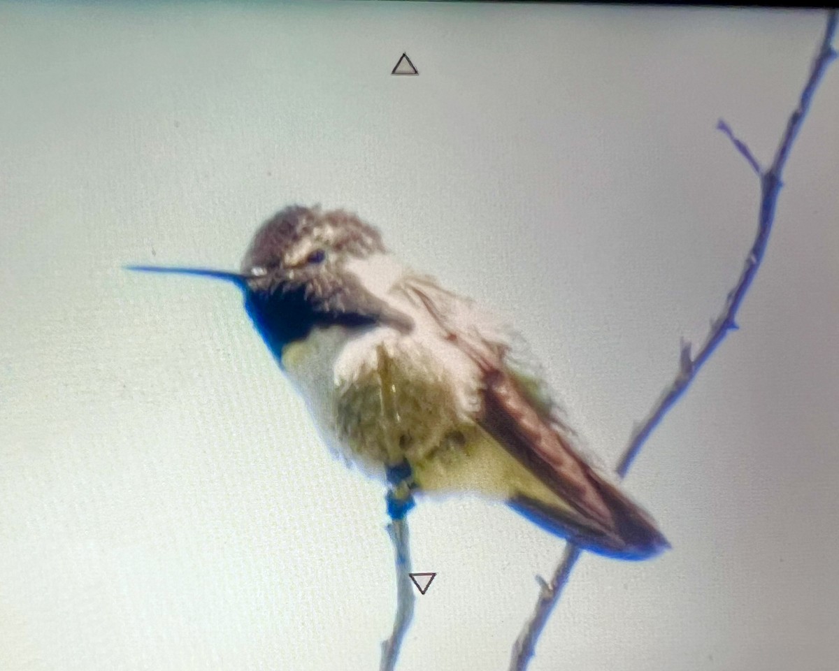 Costa's Hummingbird - ML618355059