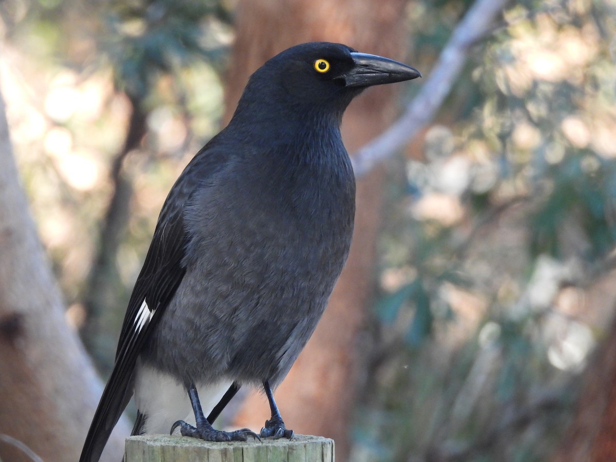 Pied Currawong - ML618355076