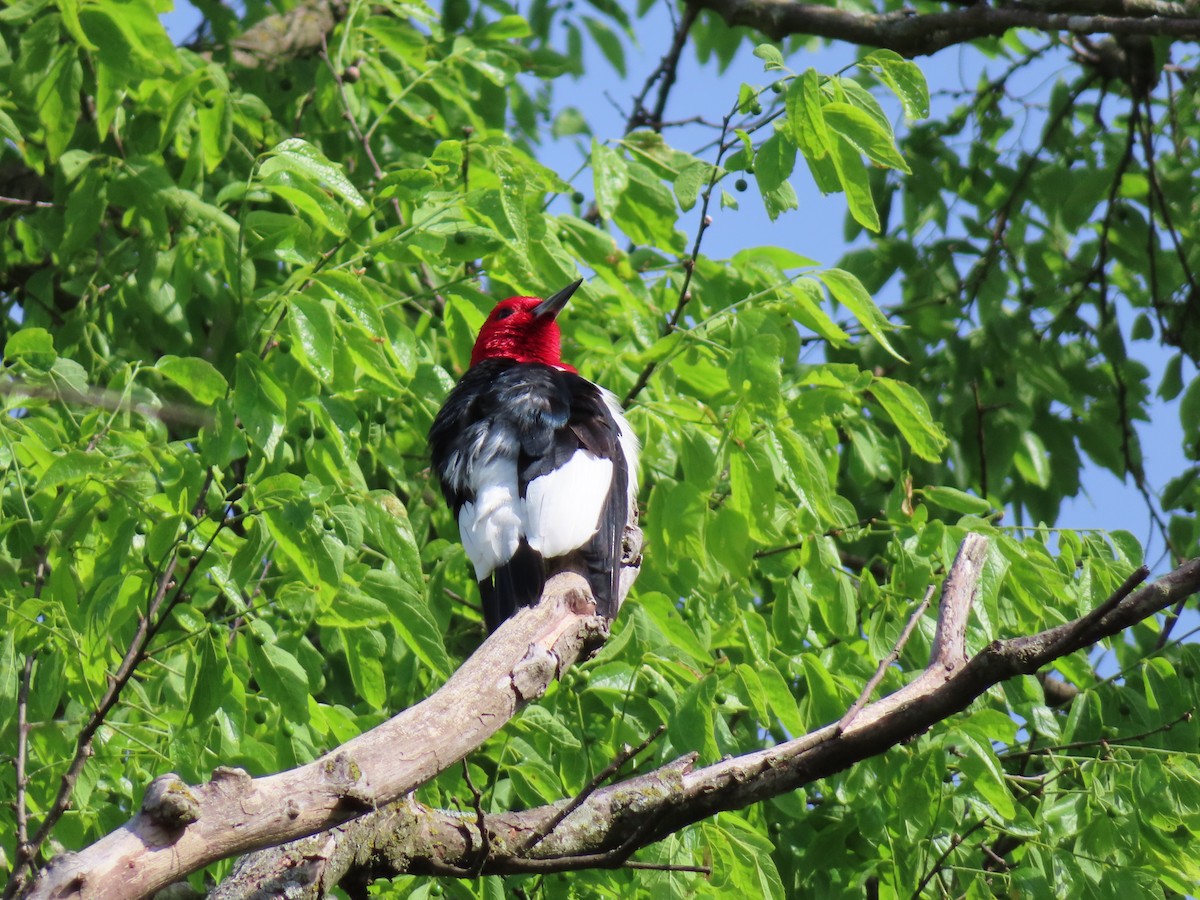 Red-headed Woodpecker - ML618355077