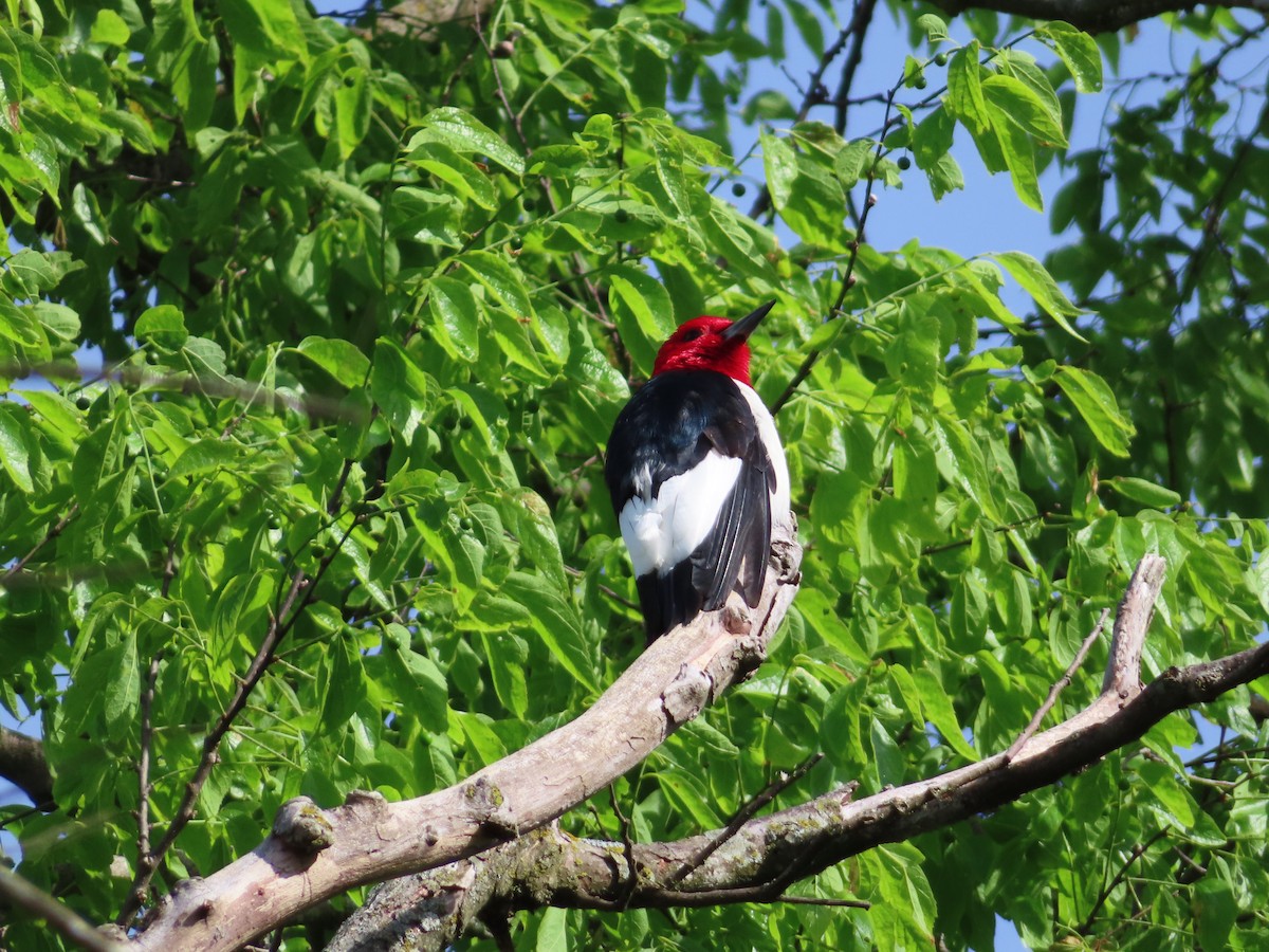 Red-headed Woodpecker - ML618355078