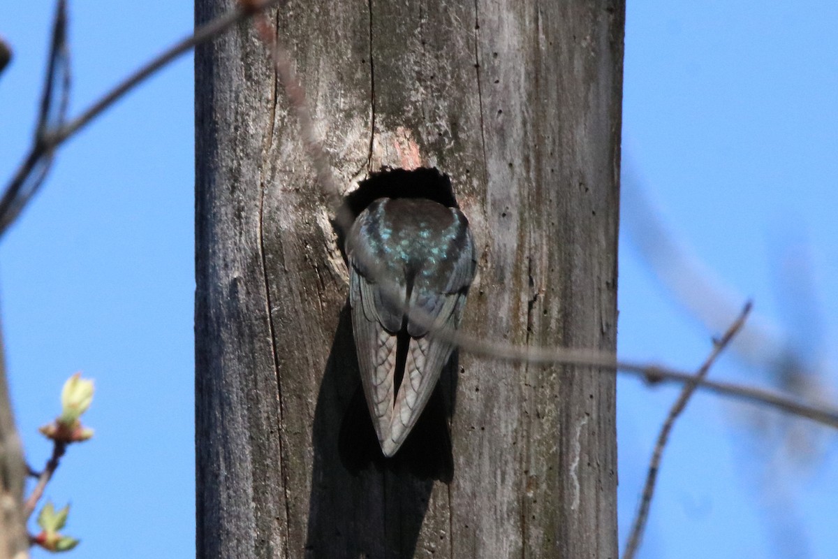Tree Swallow - Dave Brown