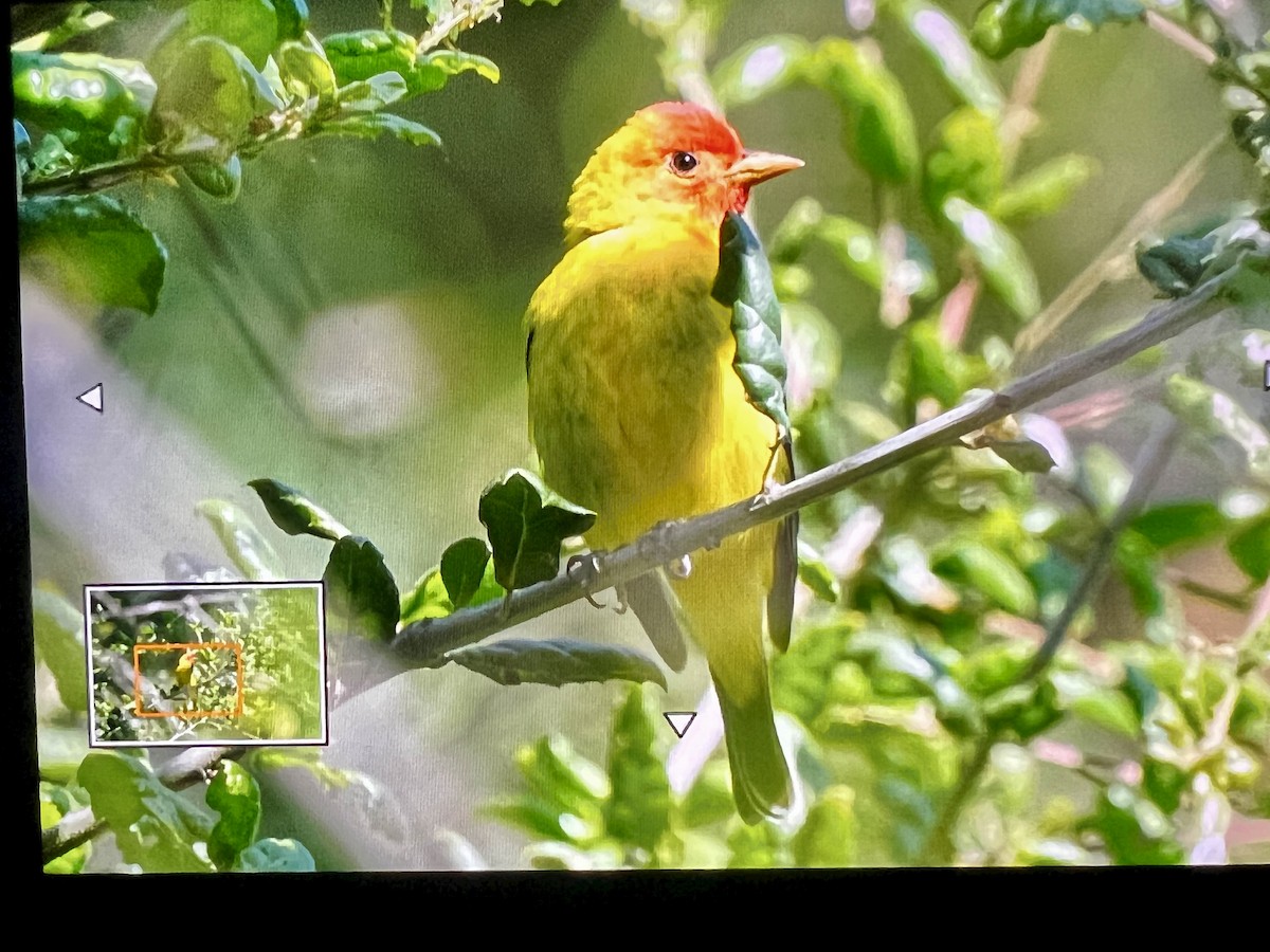 Western Tanager - ML618355132