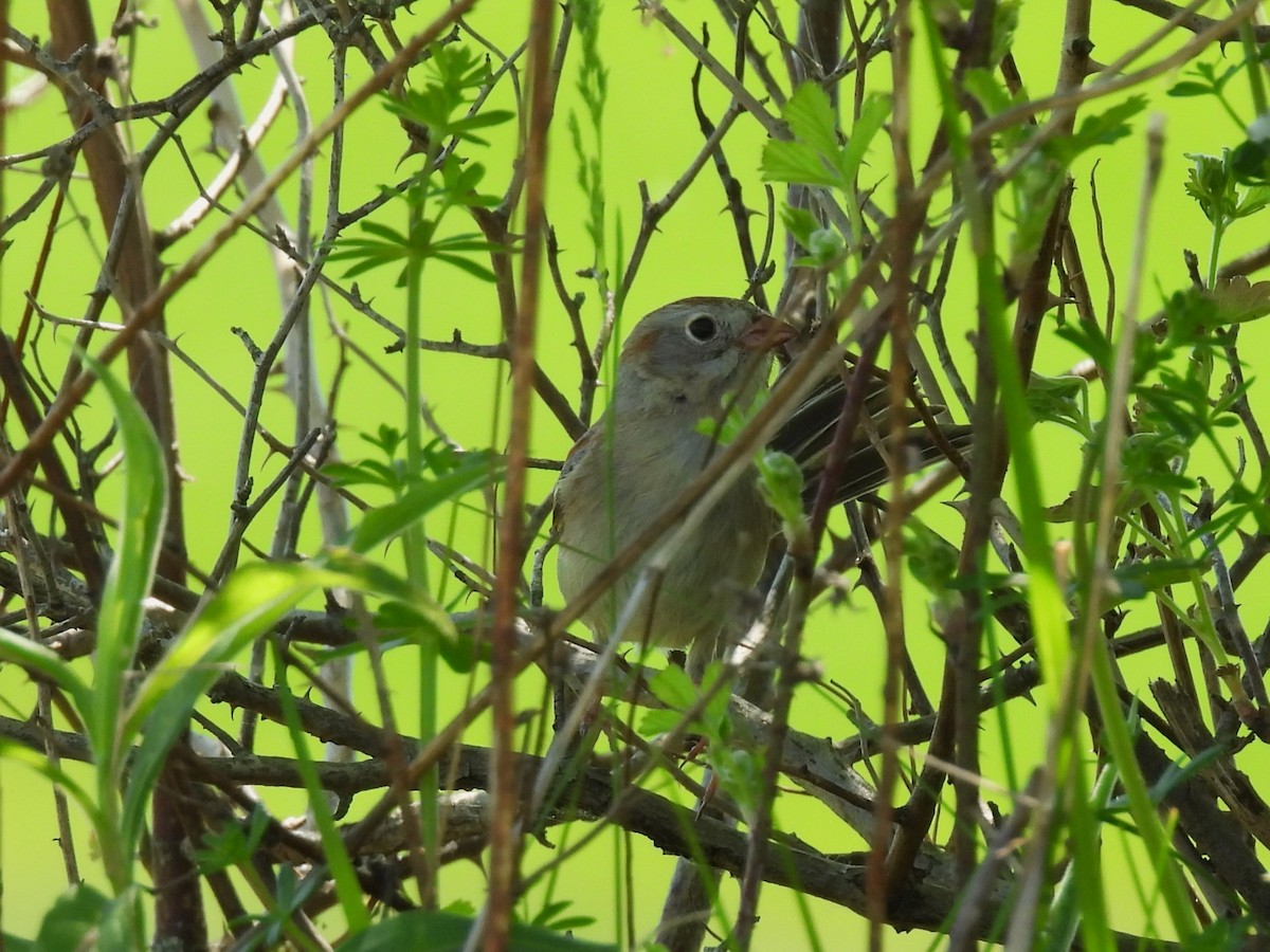 Field Sparrow - ML618355174