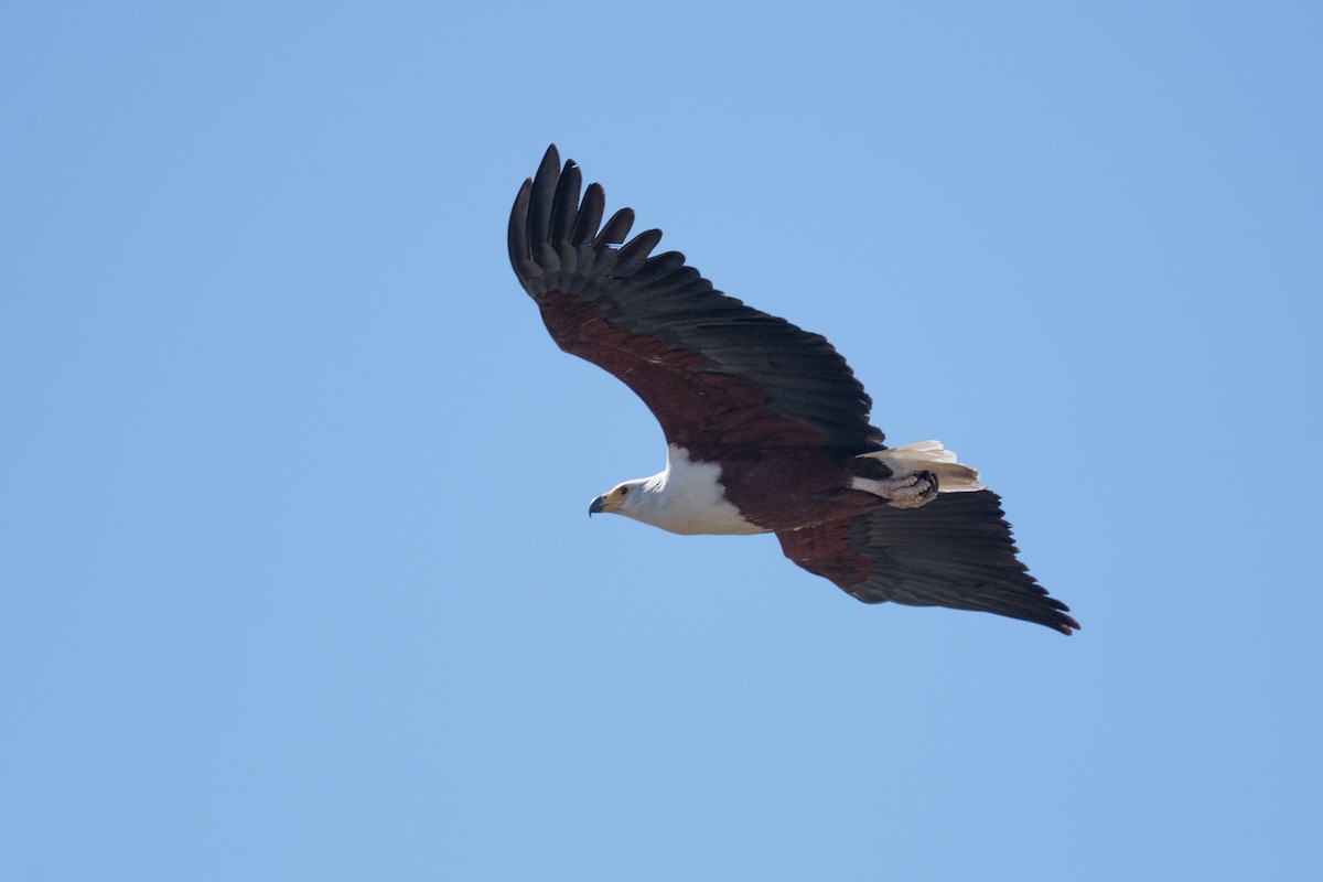 African Fish-Eagle - ML618355175