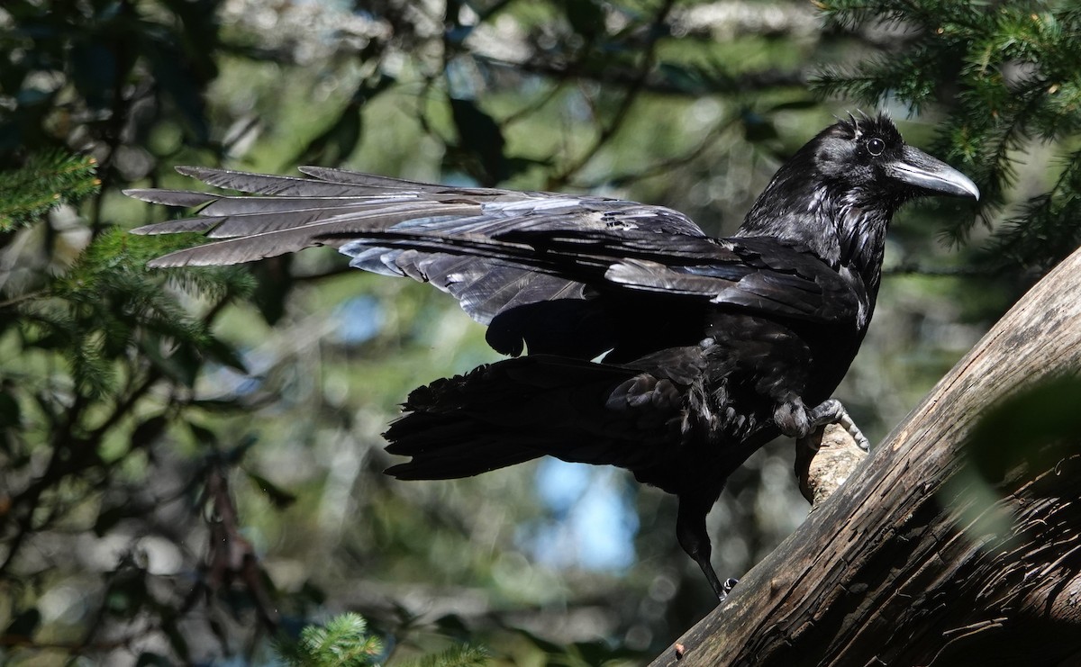 Common Raven - Ann Nightingale