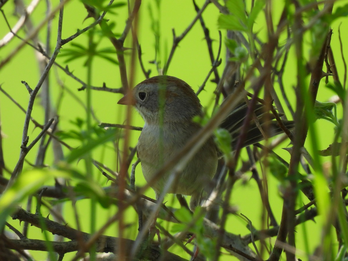 Field Sparrow - ML618355190