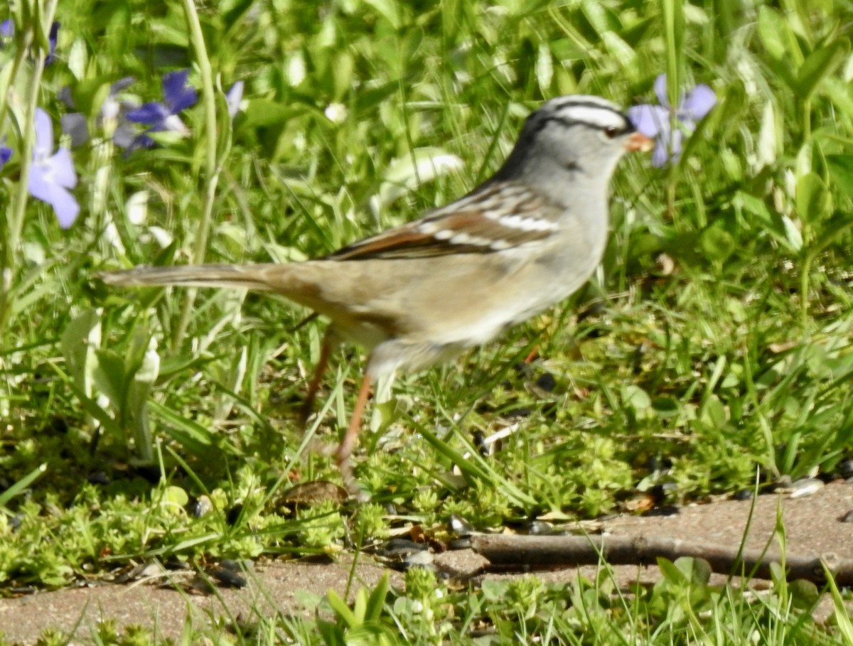 White-crowned Sparrow - ML618355195