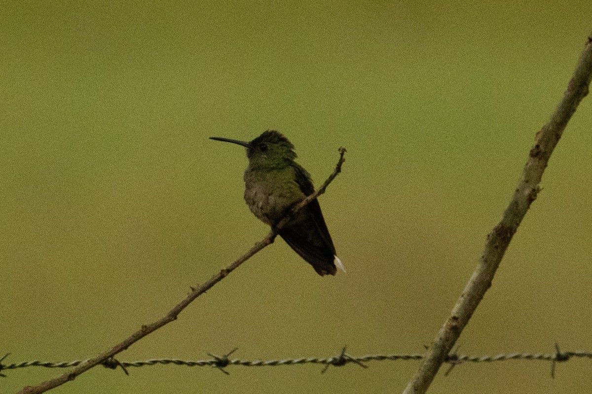 hummingbird sp. - ML618355203