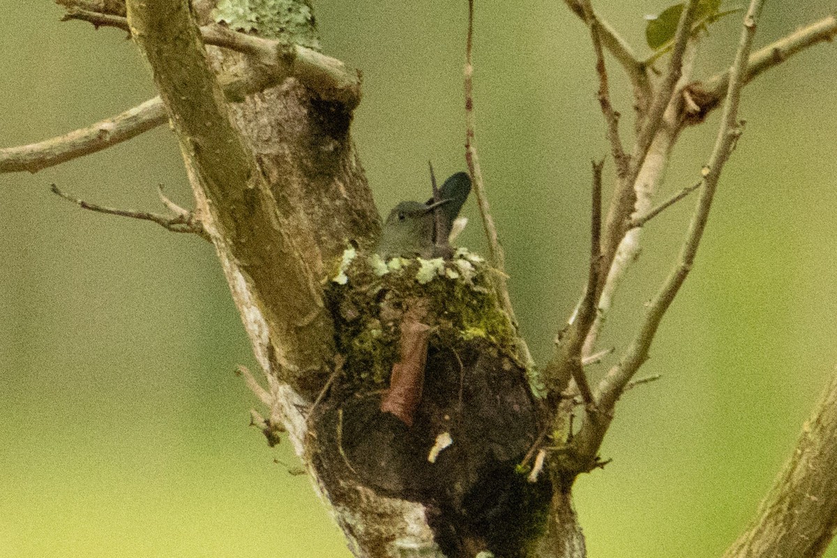hummingbird sp. - ML618355204