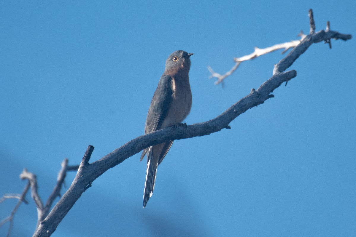Fan-tailed Cuckoo - ML618355226