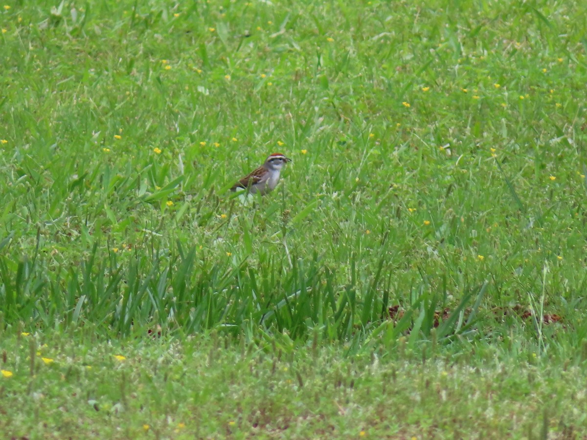 Chipping Sparrow - ML618355233