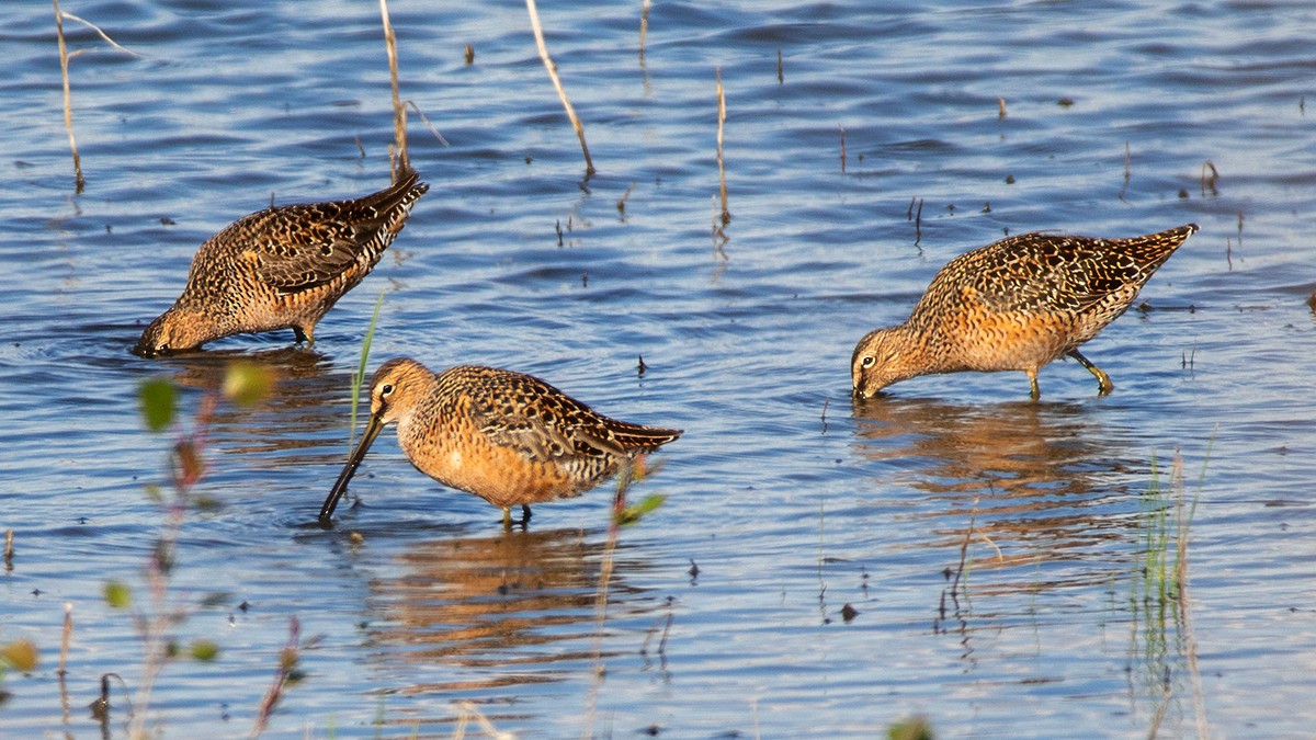 Long-billed Dowitcher - ML618355234
