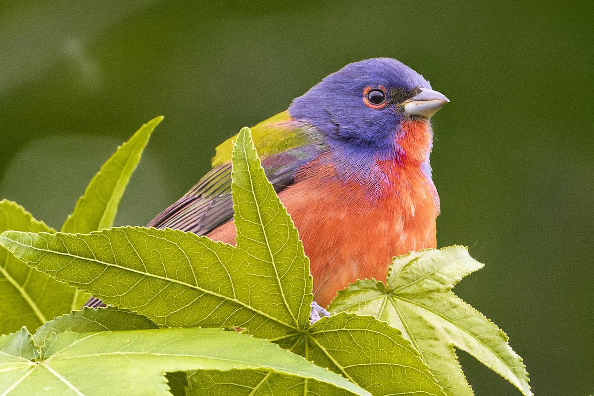 Painted Bunting - ML618355237