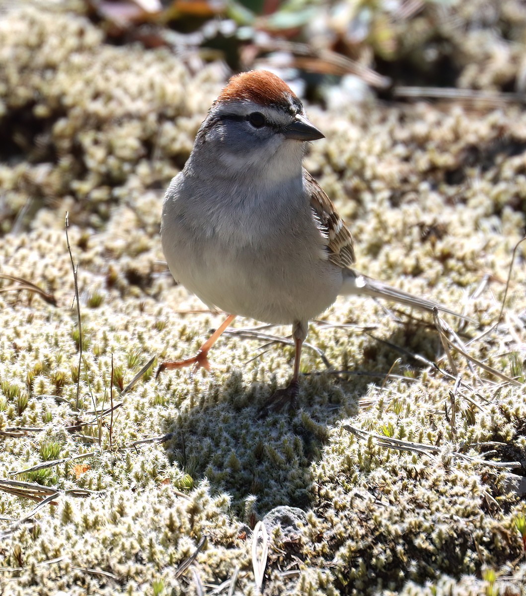 Chipping Sparrow - ML618355239