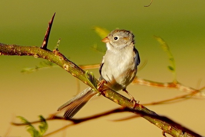 Field Sparrow - ML618355287