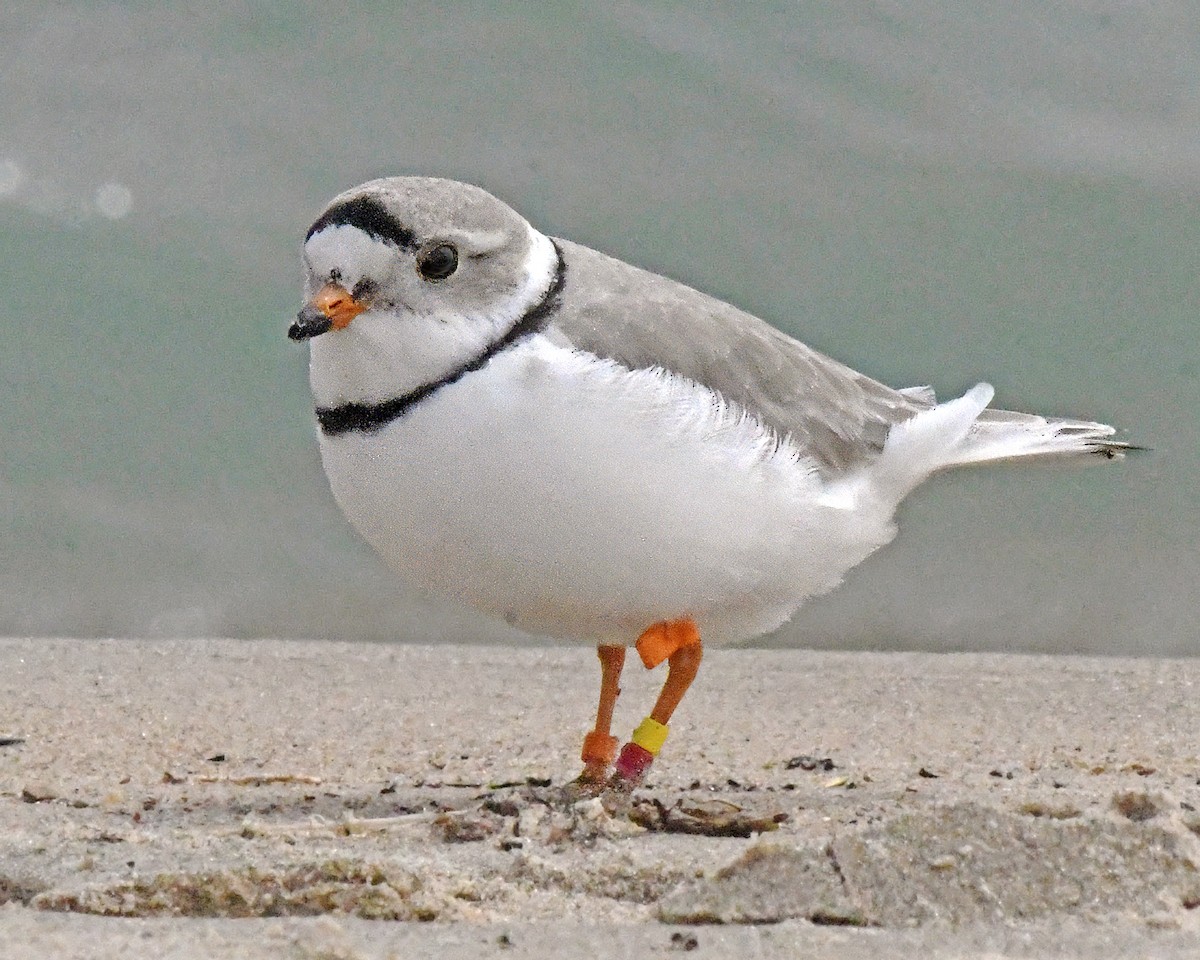 Piping Plover - ML618355318