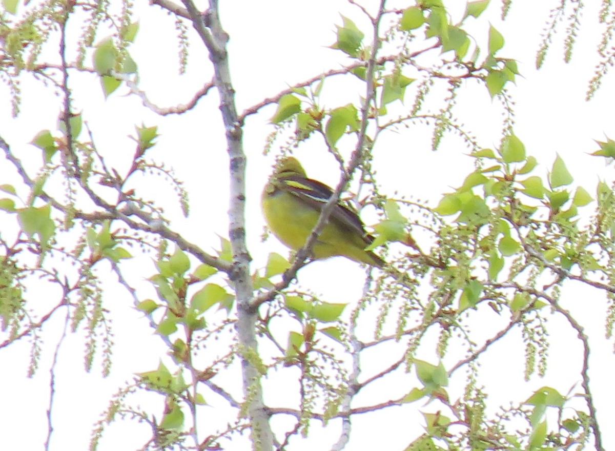 Western Tanager - ML618355339