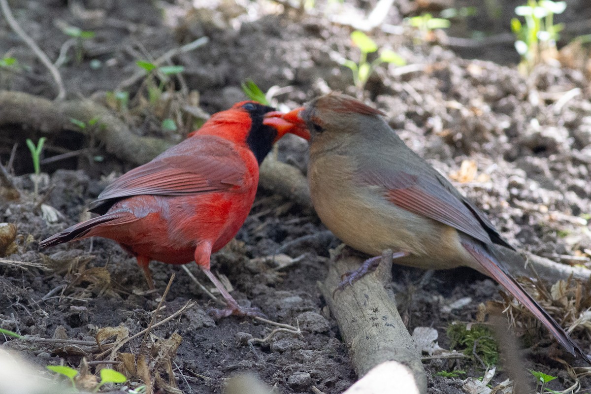 Northern Cardinal - Brolin Devine