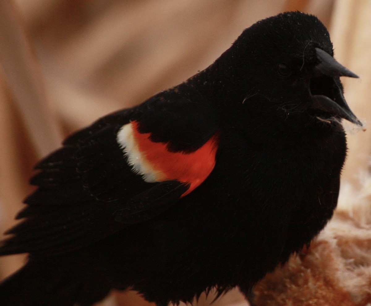 Red-winged Blackbird - ML618355354