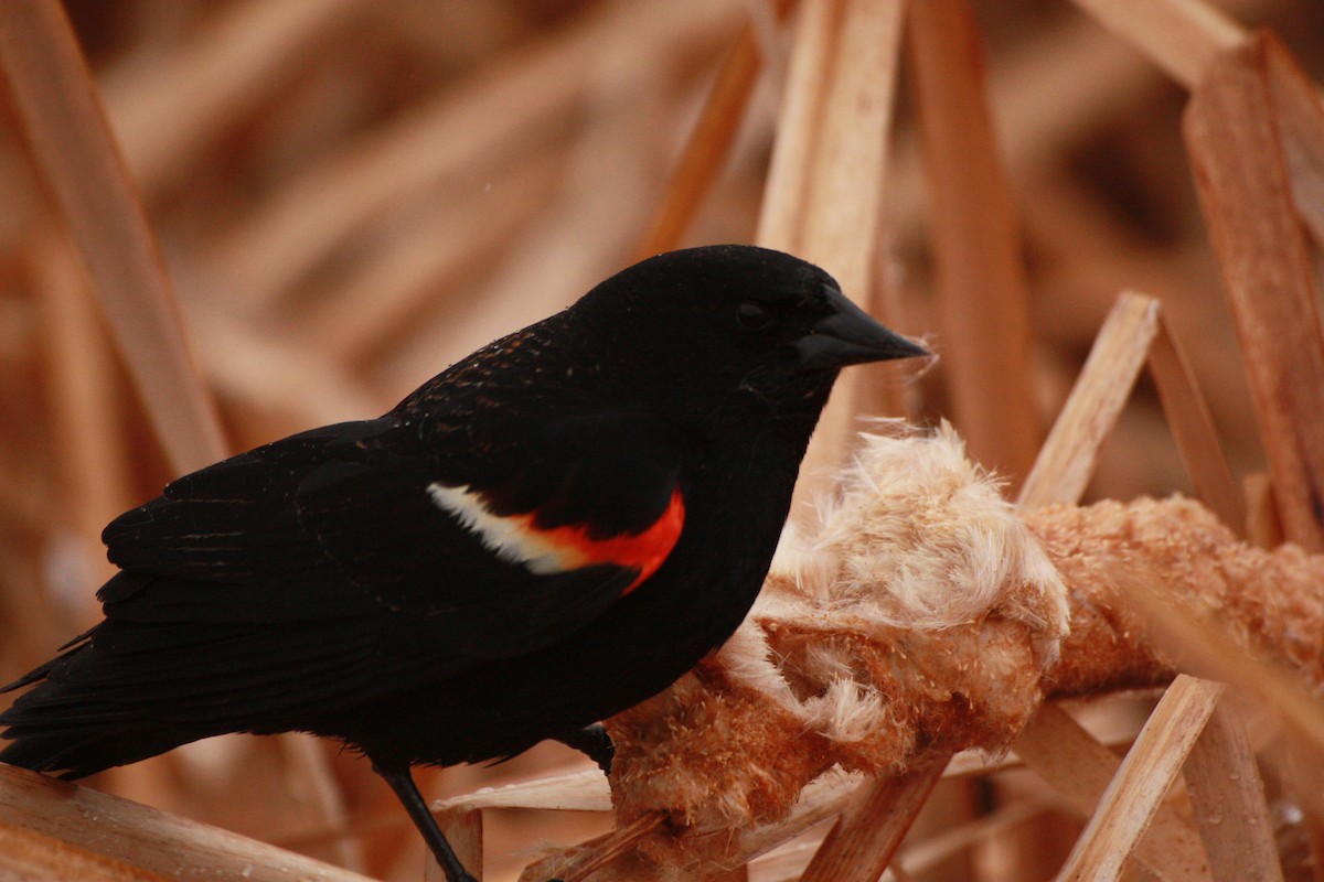Red-winged Blackbird - ML618355355