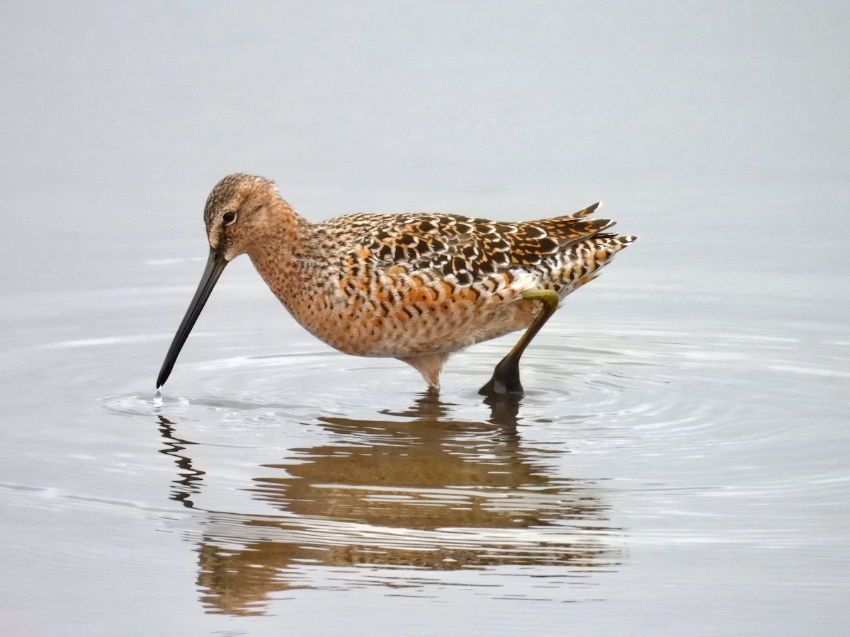 Long-billed Dowitcher - ML618355356
