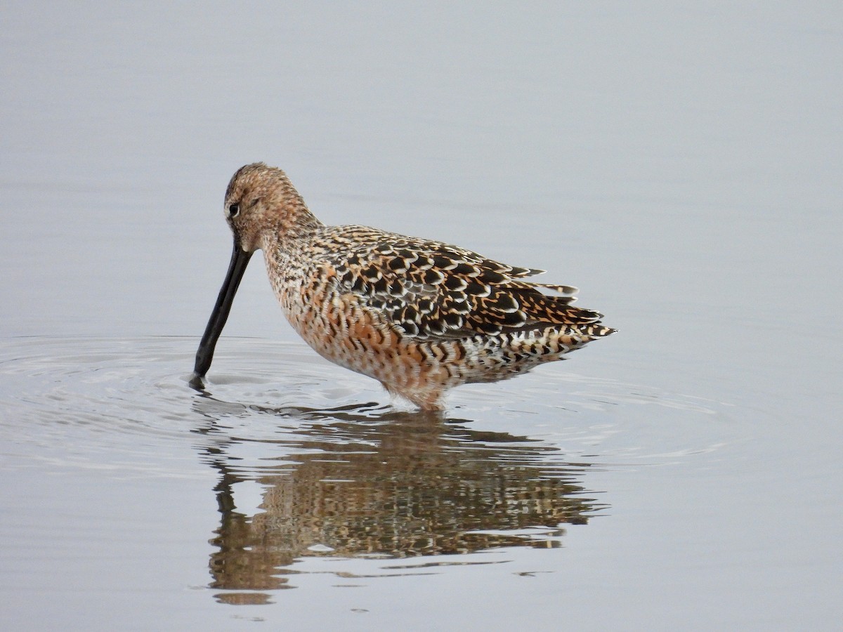 Long-billed Dowitcher - ML618355359