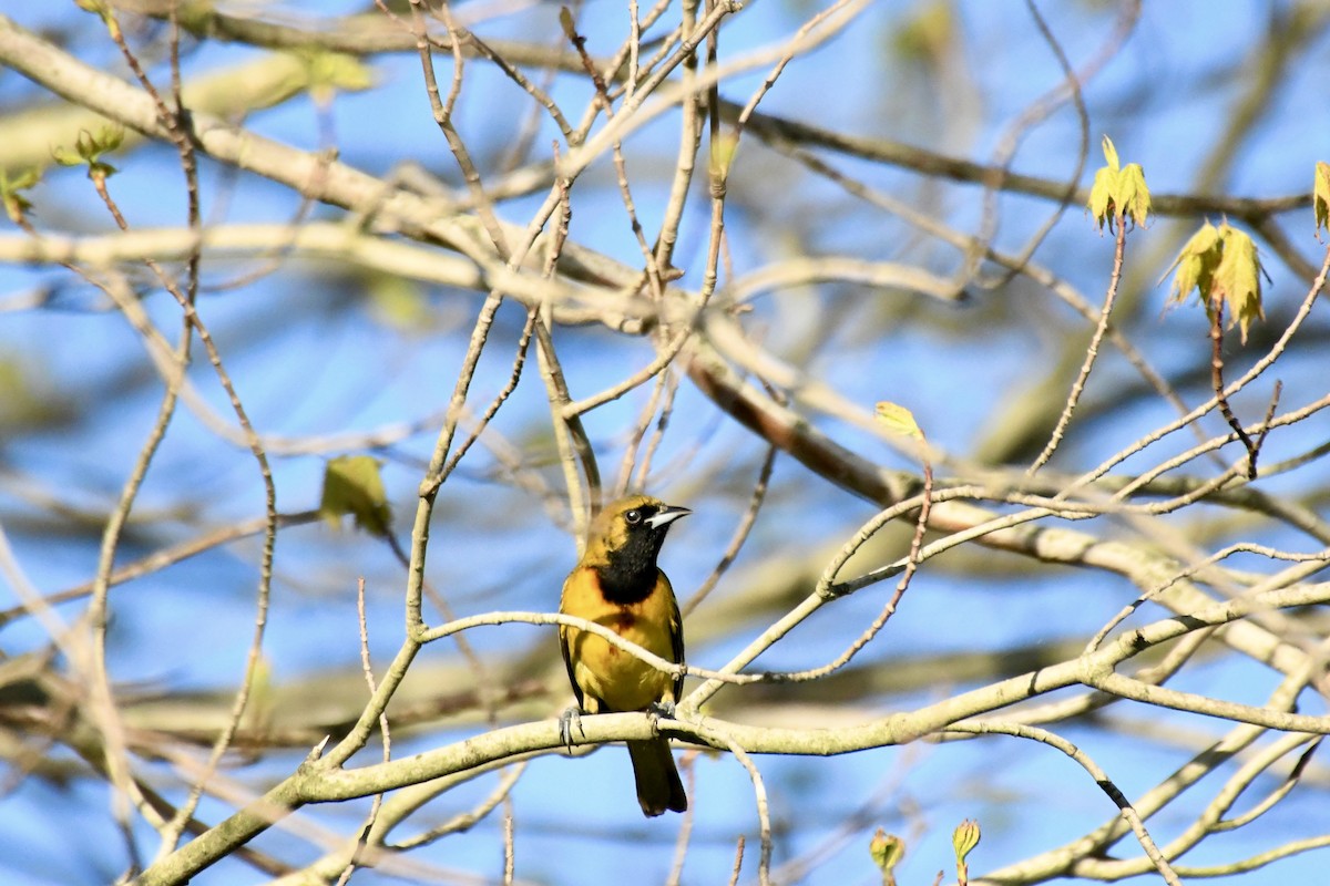 Orchard Oriole - ML618355360