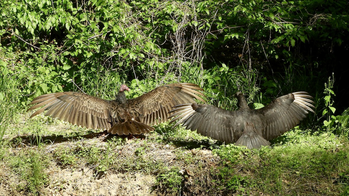 Turkey Vulture - ML618355371