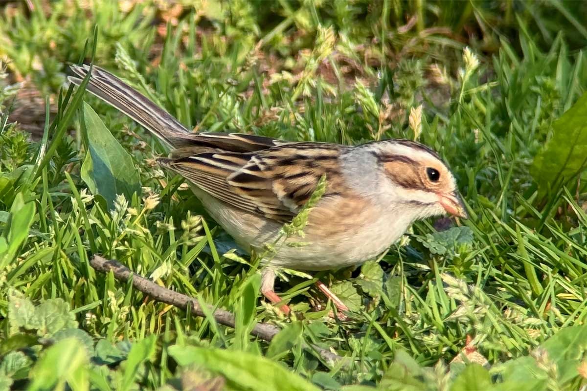 Clay-colored Sparrow - ML618355380