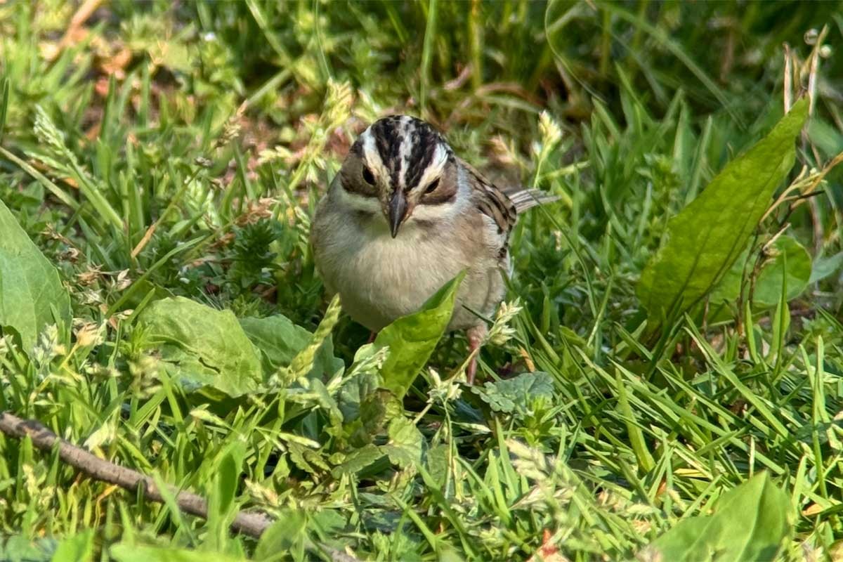 Clay-colored Sparrow - ML618355382