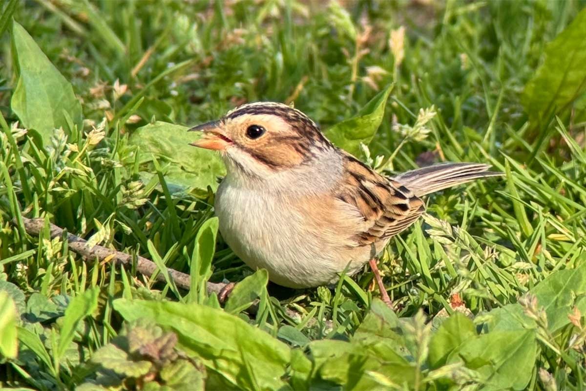 Clay-colored Sparrow - ML618355385