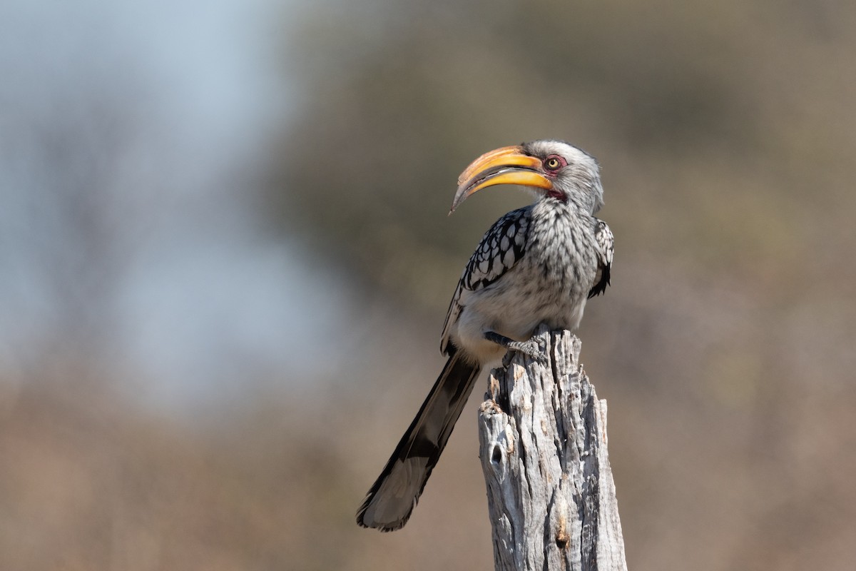 Southern Yellow-billed Hornbill - Ross Bartholomew