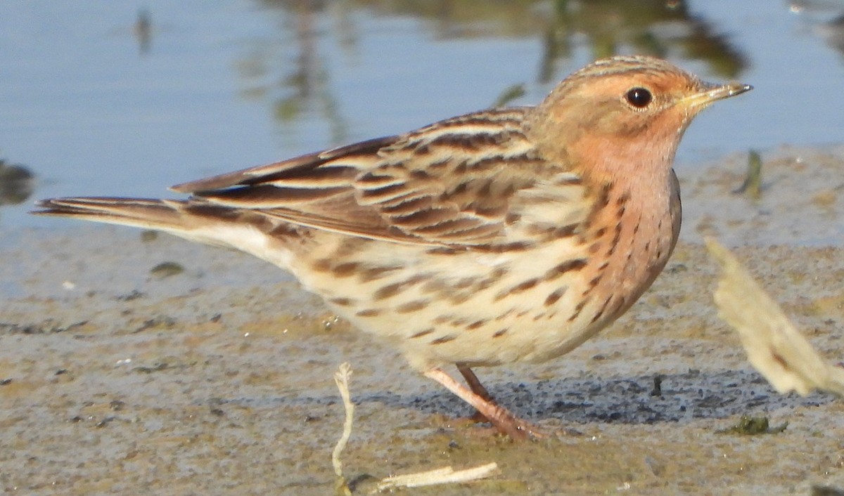 Red-throated Pipit - ML618355392
