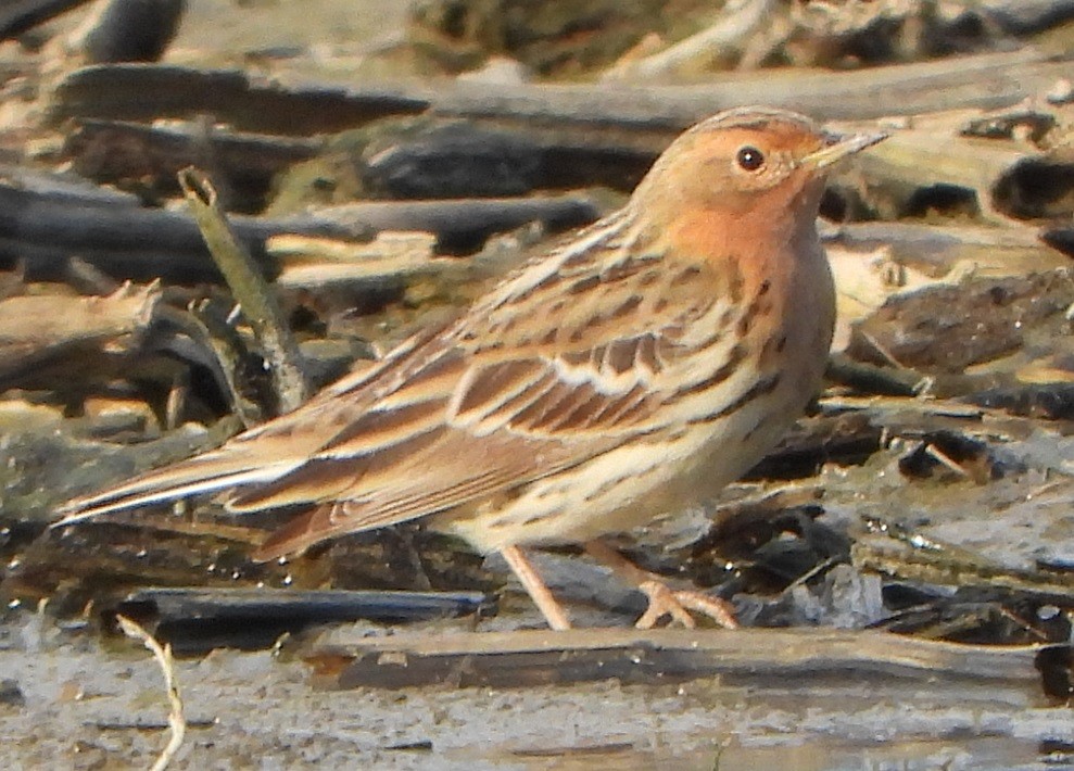 Red-throated Pipit - ML618355393