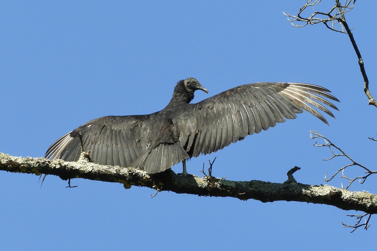 Black Vulture - Scott Keyes