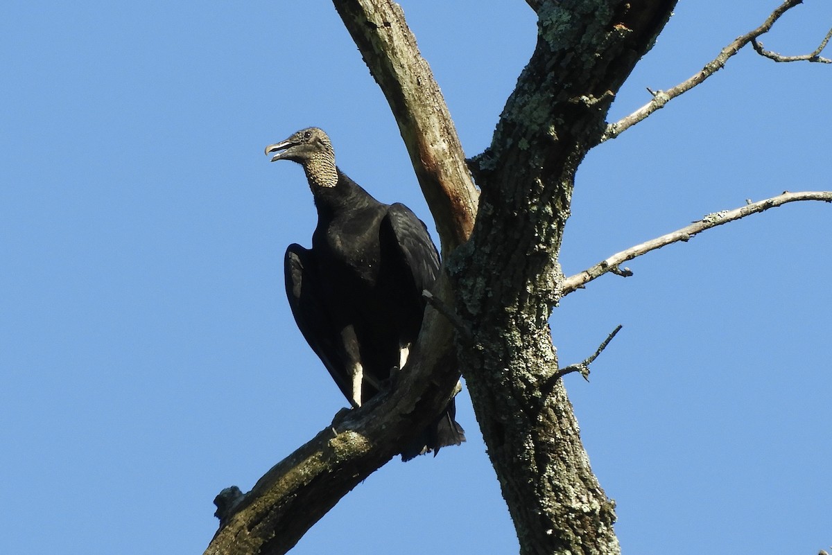 Black Vulture - ML618355396