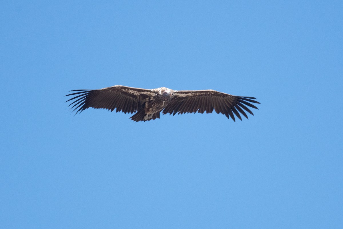 Lappet-faced Vulture - ML618355439