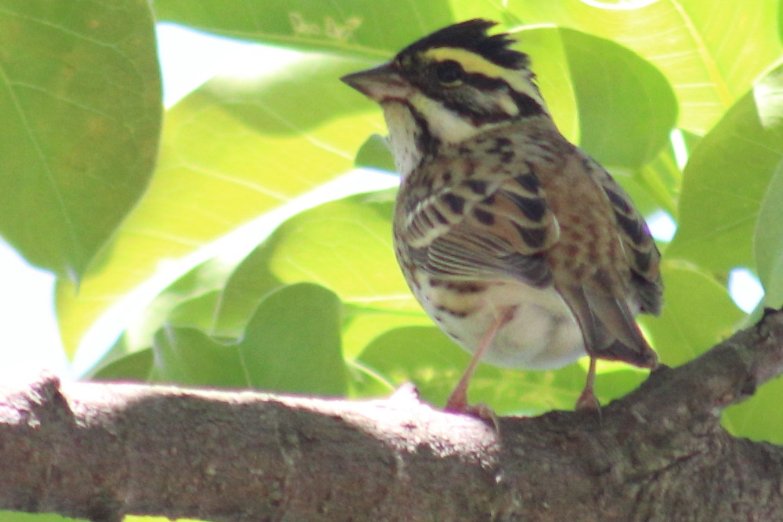 Yellow-browed Bunting - ML618355444